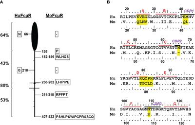 Identification of Amino Acid Residues in Human IgM Fc Receptor (FcµR) Critical for IgM Binding